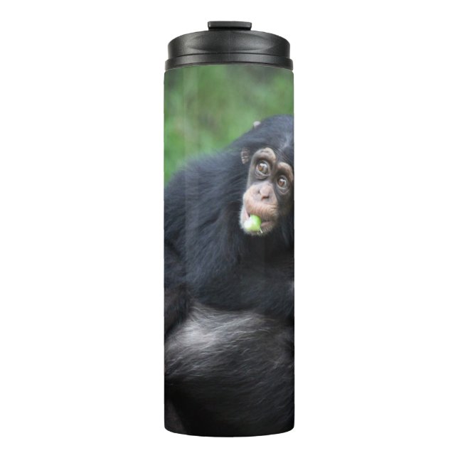 Bouteilles Isothermes Chimpanzé 032 (Devant)