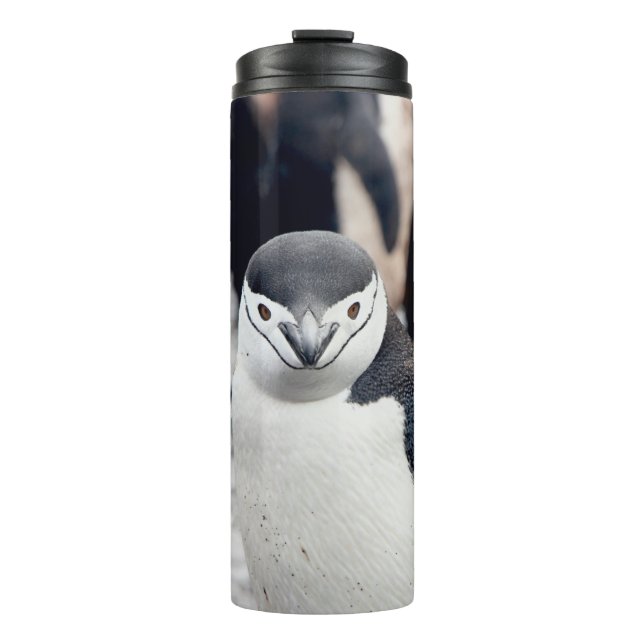 BOUTEILLES ISOTHERMES CHINSTRAP PENGUIN (Devant)