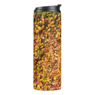 Bouteilles Isothermes Couleurs d'automne dorées sur un mur de lierre