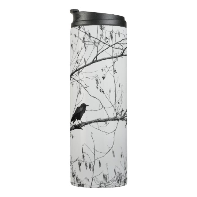 Bouteilles Isothermes Crow dans un Birch Tree (Tourné sur la droite)