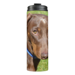 Bouteilles Isothermes Dachshund