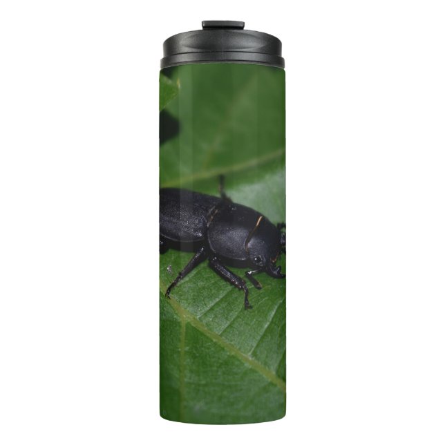 Bouteilles Isothermes Dorcus parallelipipedus, le moindre dendroctone du (Devant)