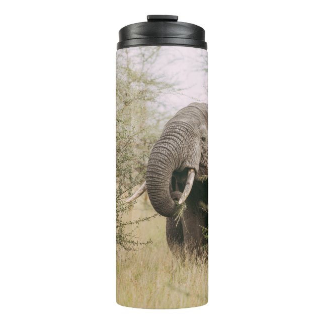 BOUTEILLES ISOTHERMES ÉLÉPHANT MANGEANT D'UN ARBRE (Devant)