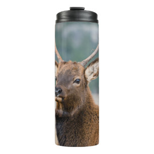 BOUTEILLES ISOTHERMES ELK IN ROCKY MOUNTAIN NATIONAL PARK - ELK HERDS GR