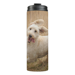 Bouteilles Isothermes Goldendoodle traverse l'herbe