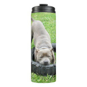 Bouteilles Isothermes Jeune Staffy mâle jouant avec son pneu,