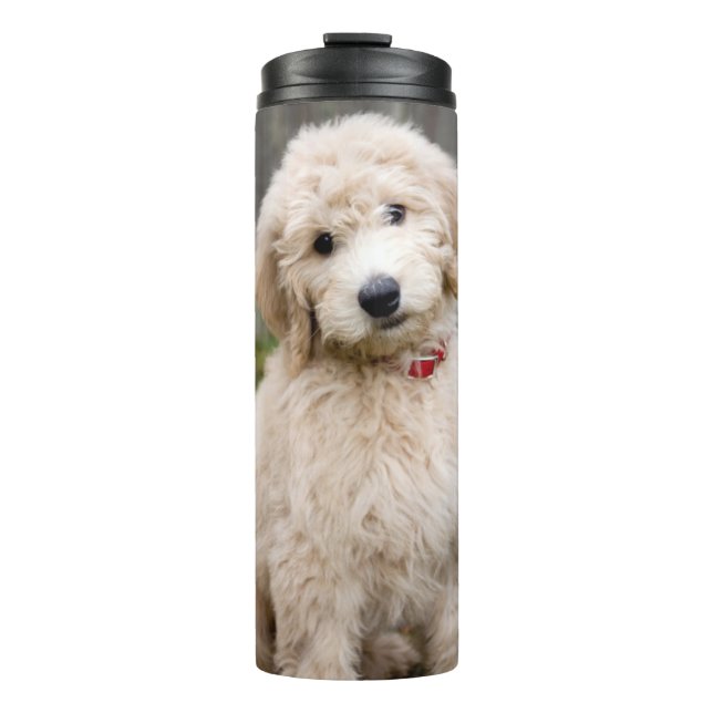 Bouteilles Isothermes Le Chiot De Goldendoodle S'Assis Dans L'Herbe (Devant)