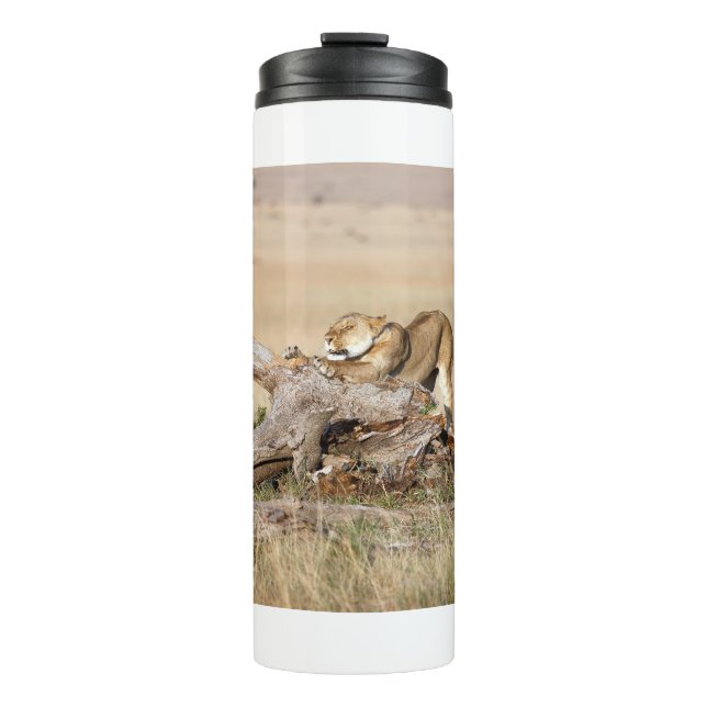 Bouteilles Isothermes Lioness stretching (Devant)