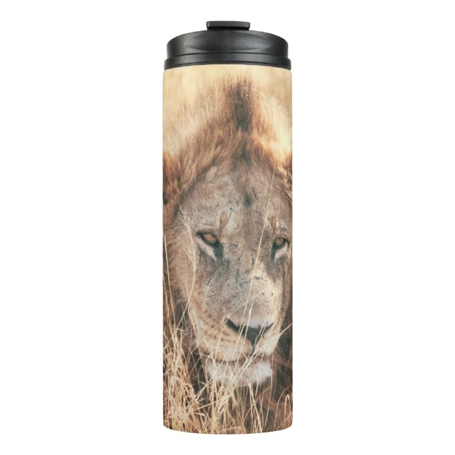 BOUTEILLES ISOTHERMES M. LION KING (Devant)