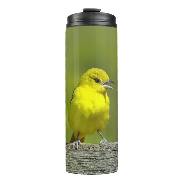 Bouteilles Isothermes Orchard Oriole - Photo originale (Devant)