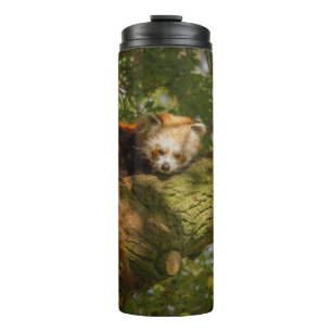 BOUTEILLES ISOTHERMES PANDA ROUGE SUR BRANCHE ARBRE VERT