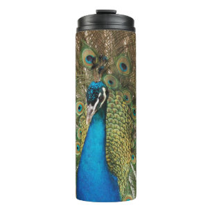 Bouteilles Isothermes Photo du magnifique paon avec plumes de propagatio