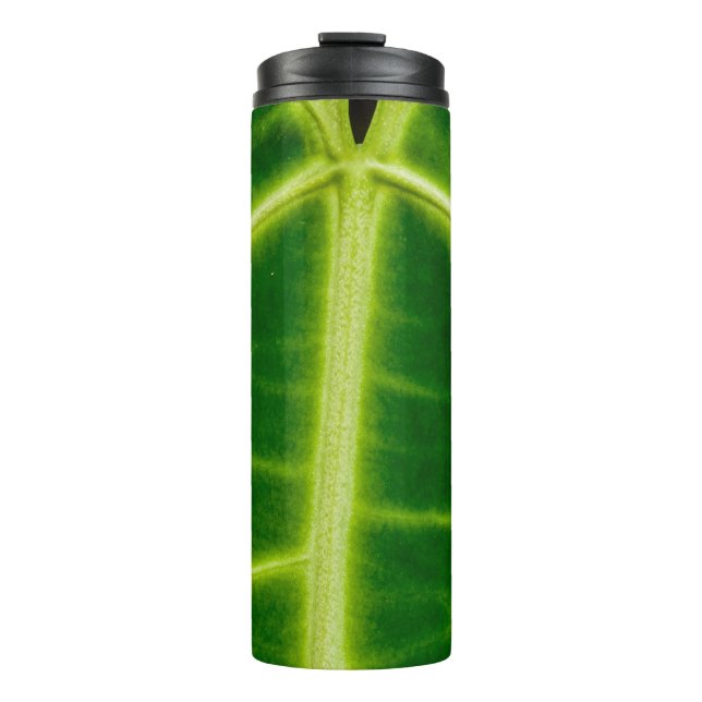 Bouteilles Isothermes Plante à feuilles vertes (Devant)