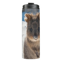 Quokka - Animal mignon sur la plage Australie Bleu