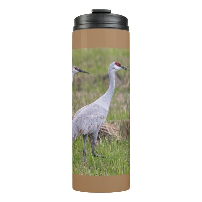 Bouteilles Isothermes Sand Hill Crane Tumbler Thermique (Devant)