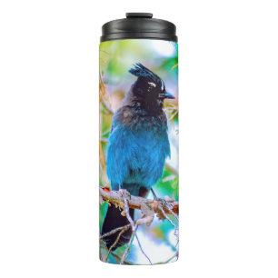 Bouteilles Isothermes Steller's Jay - Photographie originale