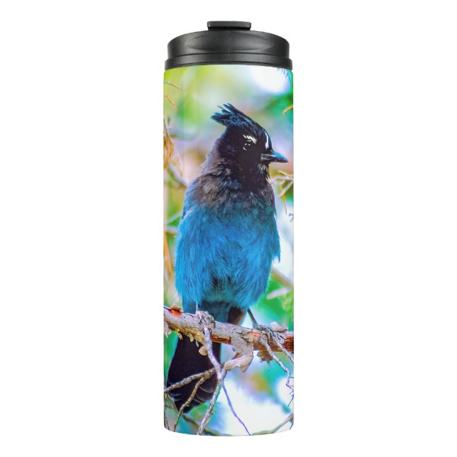 Bouteilles Isothermes Steller's Jay - Photographie originale (Devant)