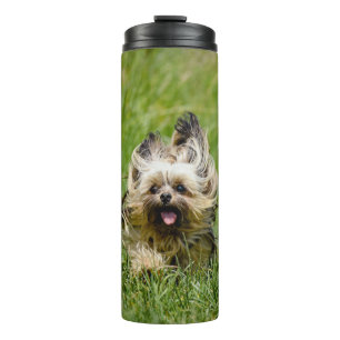 Bouteilles Isothermes Terrier Yorkshire mignon Traversant L'Herbe