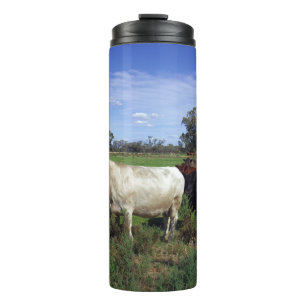 Bouteilles Isothermes Vache Blanche Menant Le Troupeau,