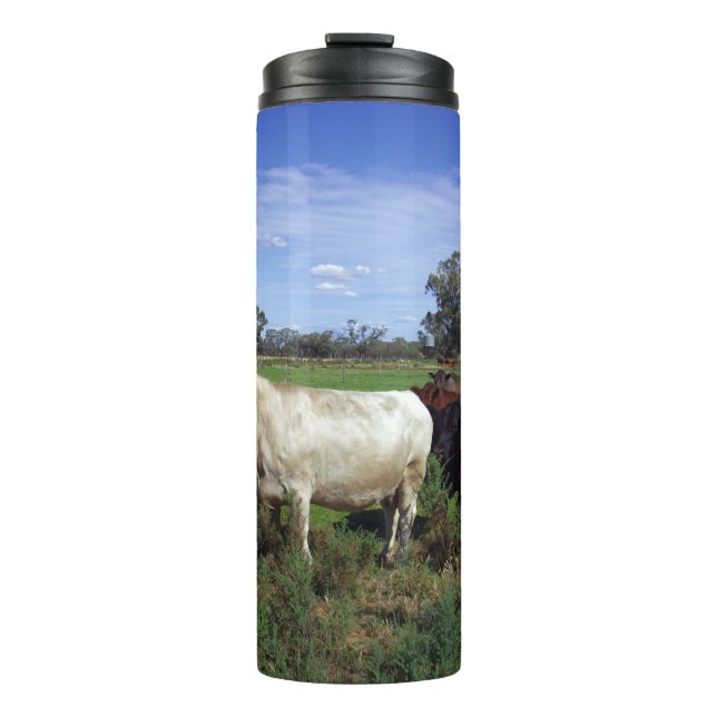 Bouteilles Isothermes Vache Blanche Menant Le Troupeau, (Devant)