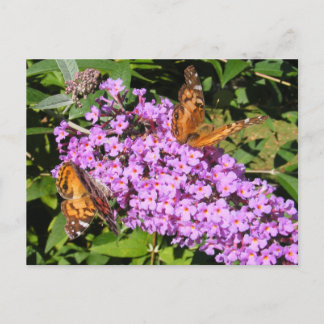 Boutiques aux papillons ~ carte postale