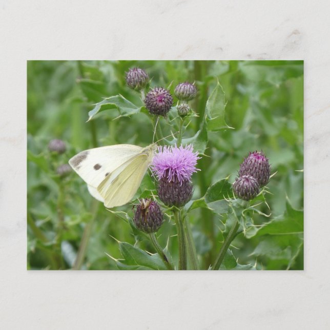 Bouton blanc mignon do-it-yourself carte postale (Devant)