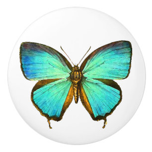 Bouton d'animal de faune d'insecte de papillon de