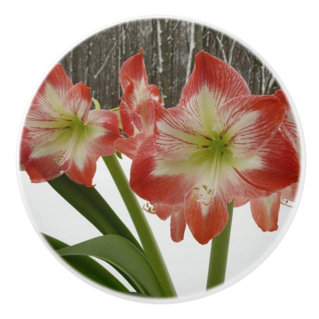 Bouton De Porte En Céramique Amaryllis en Fête Rouge Neige Hiver Floral (Devant)