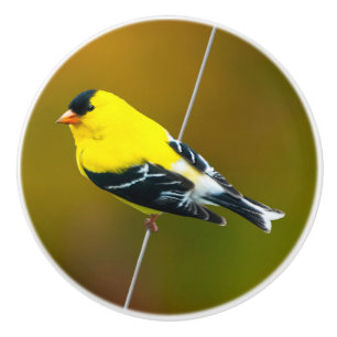 Bouton De Porte En Céramique American Goldfinch - Photo originale