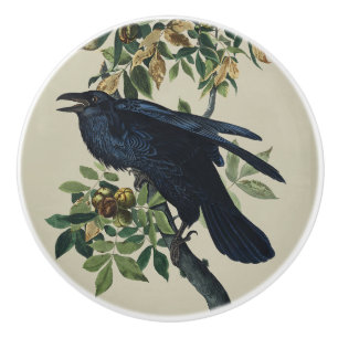 Bouton De Porte En Céramique Art de la nature de l'oiseau corbeau vintage Audub