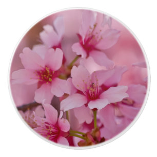 Bouton De Porte En Céramique Baigné dans les fleurs de cerisier japonaises rose