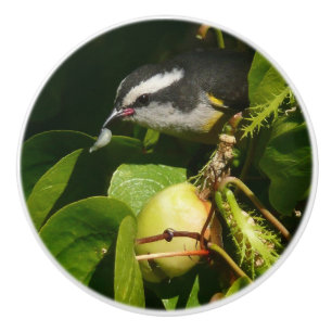 Bouton De Porte En Céramique Bananaquit Bird Mange Photographie tropicale