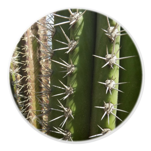 Bouton De Porte En Céramique Barrel Cactus II Désert Nature Photo (Devant)