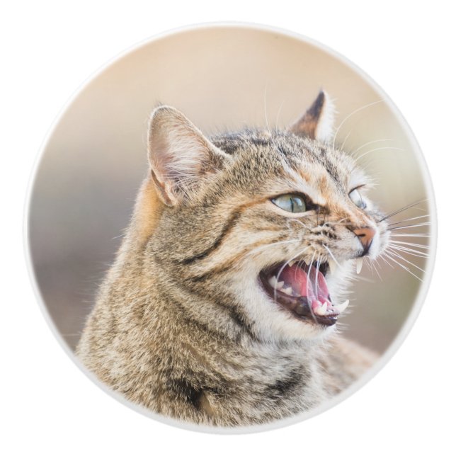 Bouton De Porte En Céramique Beau chat (Devant)