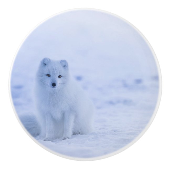 Bouton De Porte En Céramique Beau renard arctique (Devant)