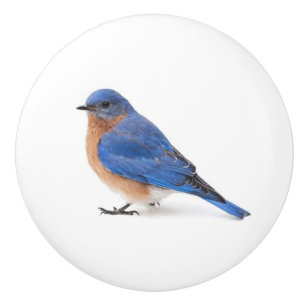 Bouton De Porte En Céramique Bluebird