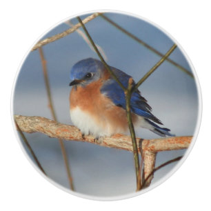 Bouton De Porte En Céramique Bluebird d'hiver