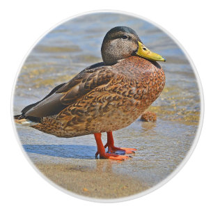 Bouton De Porte En Céramique Bouton en céramique de canard