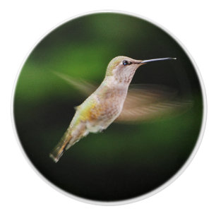 Bouton De Porte En Céramique Bouton en céramique de colibri