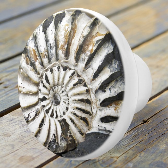 Bouton De Porte En Céramique Bouton en céramique pivotant de fentes nasales mar (A beautiful petrified nautilus fossil ceramic door knob in neutral colors - beach house decoration)