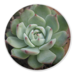 Bouton De Porte En Céramique Bouton en céramique succulent