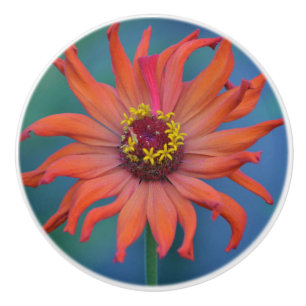 Bouton De Porte En Céramique Bouton en céramique Zinnia