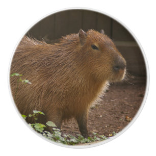 Bouton De Porte En Céramique Capybara