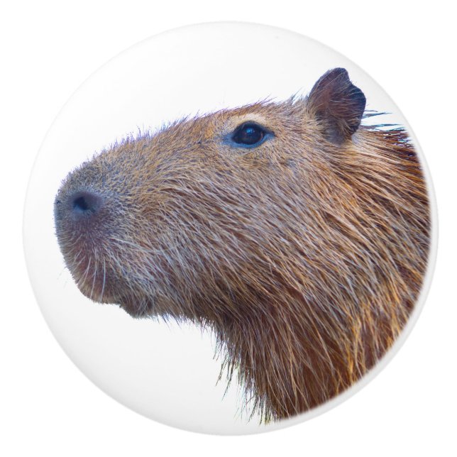 Bouton De Porte En Céramique Capybara (Devant)