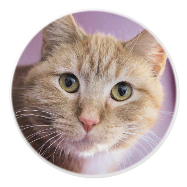 Bouton De Porte En Céramique Cat (Devant)