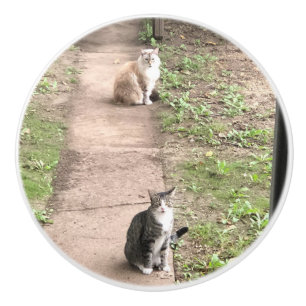 Bouton De Porte En Céramique Cat