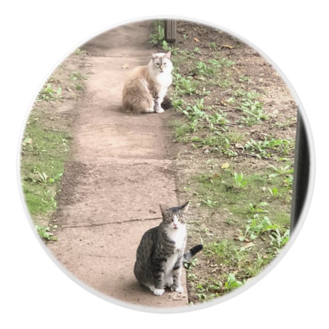 Bouton De Porte En Céramique Cat (Devant)