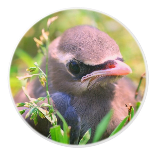 Bouton De Porte En Céramique Cèdre jaune cire oiseau naissant   (Devant)