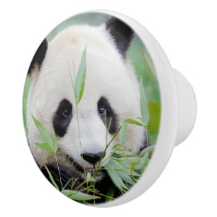 Bouton De Porte En Céramique Ceramic Knob Photo panda géant, animaux 0118.