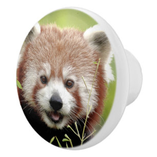 Bouton De Porte En Céramique Ceramic Knob Photo panda rouge, animaux 0177.